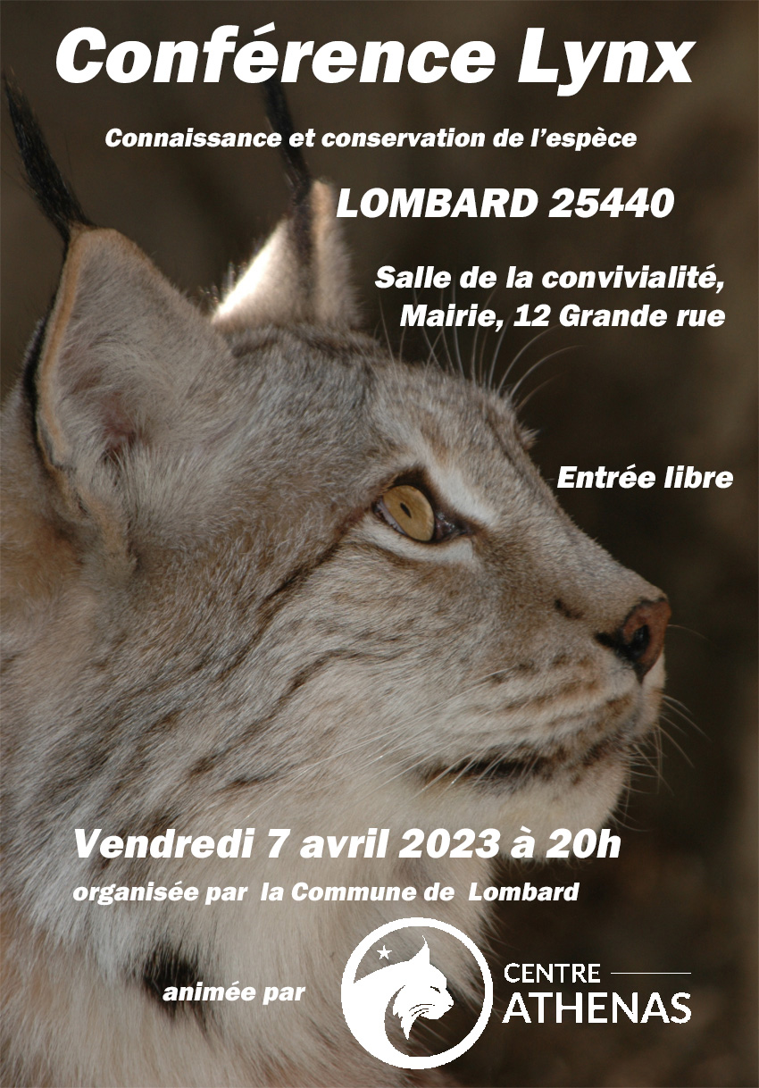 Affiche Lynx LOMBARD
